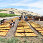 California sun dried peaches